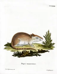 Tamarisk Jird (farvet gravering)