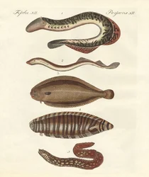Velsmagende fisk