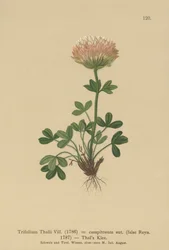 Thals Kløver (Trifolium thalii, Trifolium caespitosum)