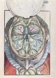 The Brain, fra Ophthalmodouleia af Georg Bartisch (1535-1636) udgivet i Dresden i 1583 (farvet træbloktryk)