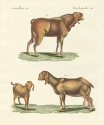 Den egyptiske ged (farvet gravering)