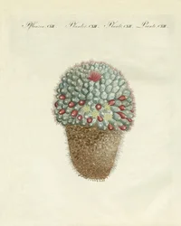 Den brystformede melontidsel (farvet indgravering)