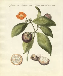 Mangostantræet (farvet gravering)