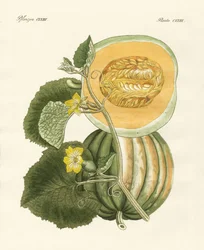 Melonen (farvet indgravering)