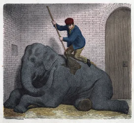 Lilli-elefantens morgentoilette. I "" Wenn Jemand eine Reise thut, so kann er was erzahlen"" (Når nogen rejser, det er det, han kan fortælle), tysk fortælling af Franz Wiedemann