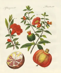 Granatæblet
