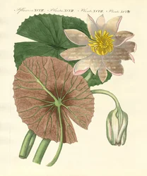 Den rigtige lotusplante