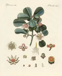 Rose Colored Clusia (farvet gravering)