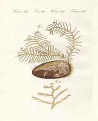 Den sertulariske hydroid (farvet gravering)
