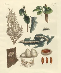 Silkeormen