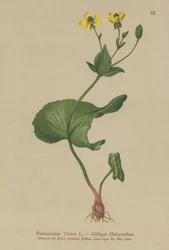 Thora Buttercup (Ranunculus Thora)