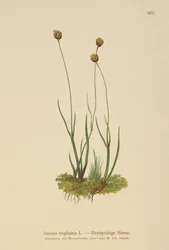Trehullet Bynke (Juncus triglumis)