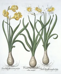 Tre Pseudo-Narcissi, fra Hortus Eystettensis, af Basil Besler (1561-1629) pub. 1613 (håndfarvet gravering)