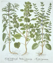 Tre typer balsam, fra Hortus Eystettensis, af Basil Besler (1561-1629), pub. 1613 (håndkoloreret gravering)