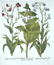 Tre varianter af Bugloss, fra Hortus Eystettensis, af Basil Besler (1561-1629), pub. 1613 (håndkoloreret gravering)