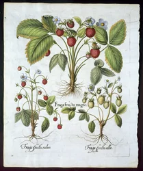 Tre sorter af jordbær, tallerken 116, fra Hortus Eystettensis af Basil Besler (1561-1629) pub i 1613 (håndfarvet gravering)