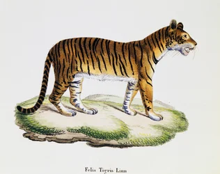 Tiger (Felis tigris), fra Pattedyr illustreret fra naturen med beskrivelser, af Johann Christian Daniel von Schreber (1739-1810), gravering af IC Bock efter tegning af A Fleischmann, bind 3, tabel 98 A, Tyskland