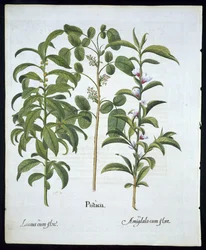 Titel: Pistacienød, laurbærtræ (Laurus Nobilis) og mandel, tallerken 6 fra Hortus Eystettensis af Basil Besler (1561 - 1629) pub 1613 (håndfarvet gravering)