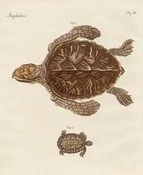 Skildpadder (farvet gravering)