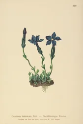 Triglav-ensian (Gentiana terglouensis, Gentiana imbricata)
