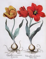 Tulipaner: 1. Tulipa globosa serotina cinnabrio farve; 2. Tulipa globosa serotina aureo color punctata, fra Hortus Eystettensis af Basil Besler (1561-1629), pub. 1613