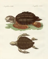 Skildpadder af fænomenal størrelse (farvet indgravering)