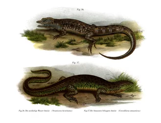 To-faced Neusticurus (farve litho)