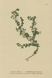 To-blomstret Sandurt (Arenaria biflora)