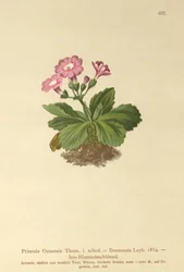 Val-Daone Primrose (Primula Oenensis, Primula Daonensis)