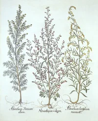 Variationer af Malurt, fra Hortus Eystettensis, af Basil Besler (1561-1629), pub. 1613 (håndkoloreret gravering)