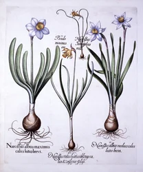 Forskellige Narcissi, fra Hortus Eystettensis, af Basil Besler (1561-1629), pub. 1613 (håndfarvet gravering)