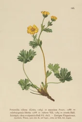 Røllike (Potentilla villosa, Potentilla maculata, Potentilla rubens, Potentilla crocea, Potentilla alpestris, Potentilla salisburgensis)