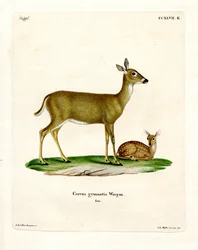 Virginian Deer (farvet gravering)
