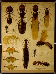 Vægdiagram, der viser Formicidae