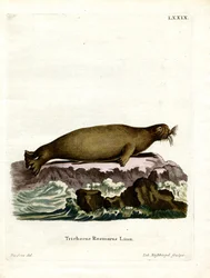 Hvalros (farvet gravering)