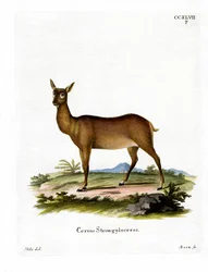 Wapiti (farvet gravering)