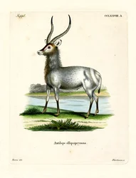 Vandbuk (farvet gravering)