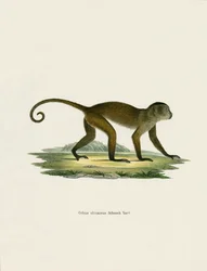 Weeper Capuchin (farvet gravering)