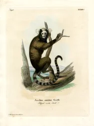 Hvidøret marmoset (farvet gravering)
