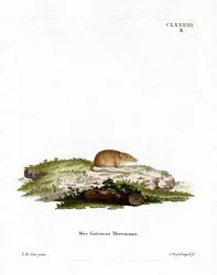Hvidtandet spidsmus (farvet gravering)