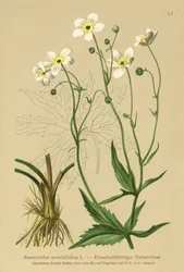 Hvid Bachelors Knapper (Ranunculus aconitifolius)