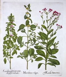 White Horehound, Horehound og Mint, fra Hortus Eystettensis, af Basil Besler (1561-1629), pub. 1613 (håndkoloreret gravering)