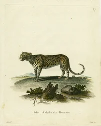 Wild Cat (farvet gravering)