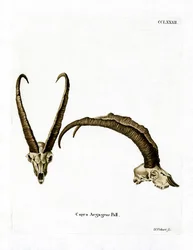 Vildgedehorn (farvet gravering)