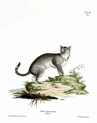 Wildcat (farvet gravering)