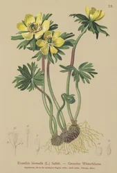 Vinter Aconite (Eranthis hiemalis, Eranthis hyemalis)