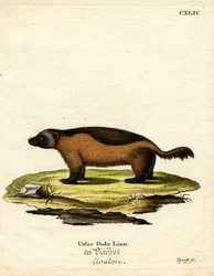 Wolverine (farvet gravering)