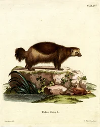 Wolverine (farvet gravering)