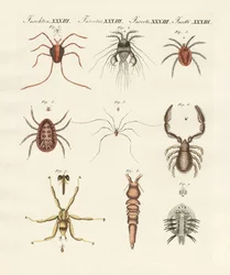 Vidunderlige insekter (farvet indgravering)