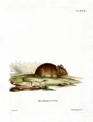 Træmus (farvet gravering)